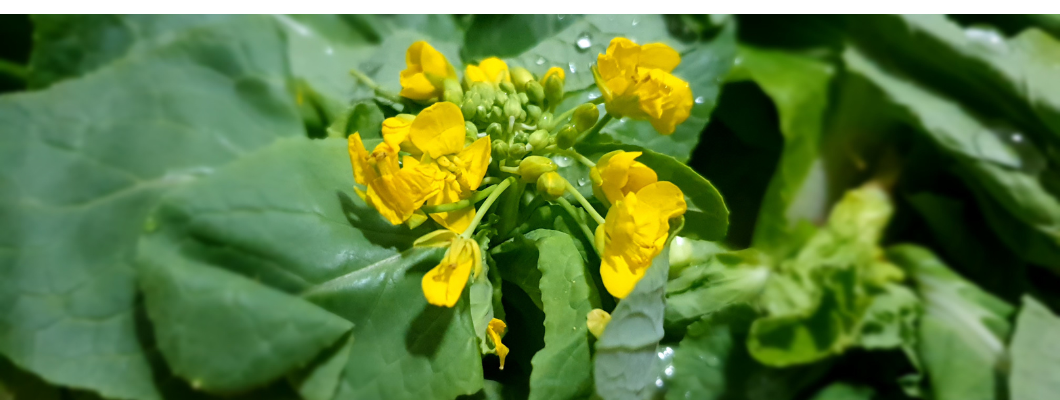 Brocoli-Rabe-Flower.png